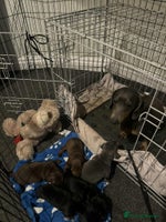 Miniature Dachshund dogs - Advert 2