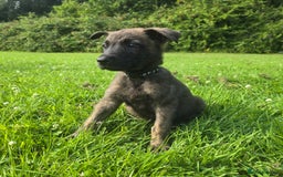 Belgian Shepherd Dog dogs for sale: Duch scheperd puppy for sale in Warrington - Image 8