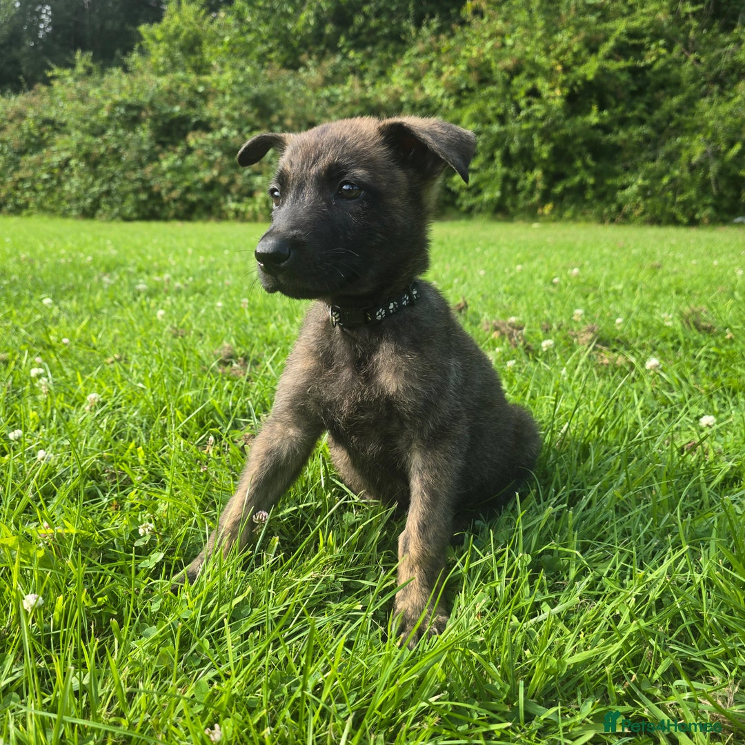 Belgian Shepherd Dog dogs for sale: Duch scheperd puppy for sale in Warrington - Image 8
