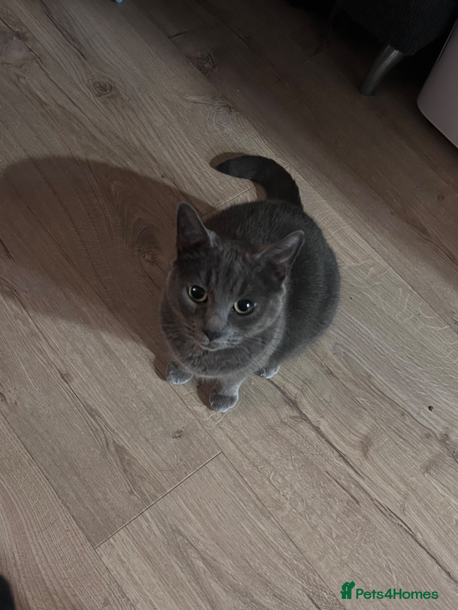 Domestic Shorthair cats female grey cat for sale - Advert 6
