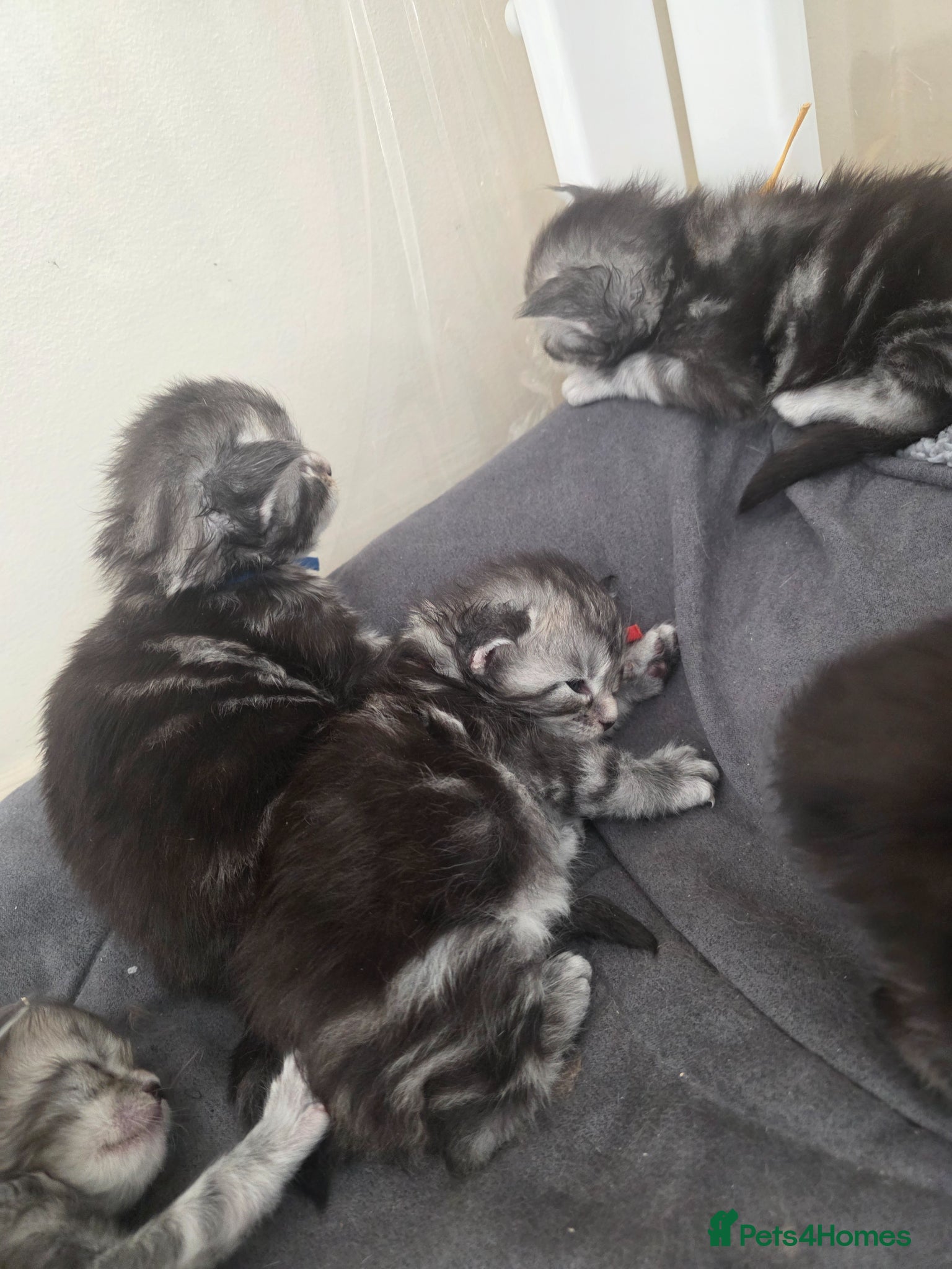 Maine Coon cats Adorable Kittens Looking for Loving Homes 🐾 - Advert 11