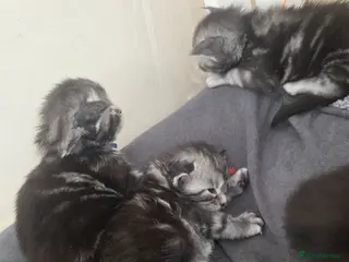 Maine Coon cats Adorable Kittens Looking for Loving Homes 🐾 - Advert 11