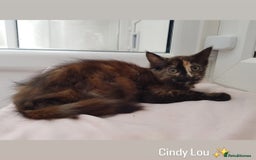 Domestic Shorthair cats for sale: KITTENS  - Image 7