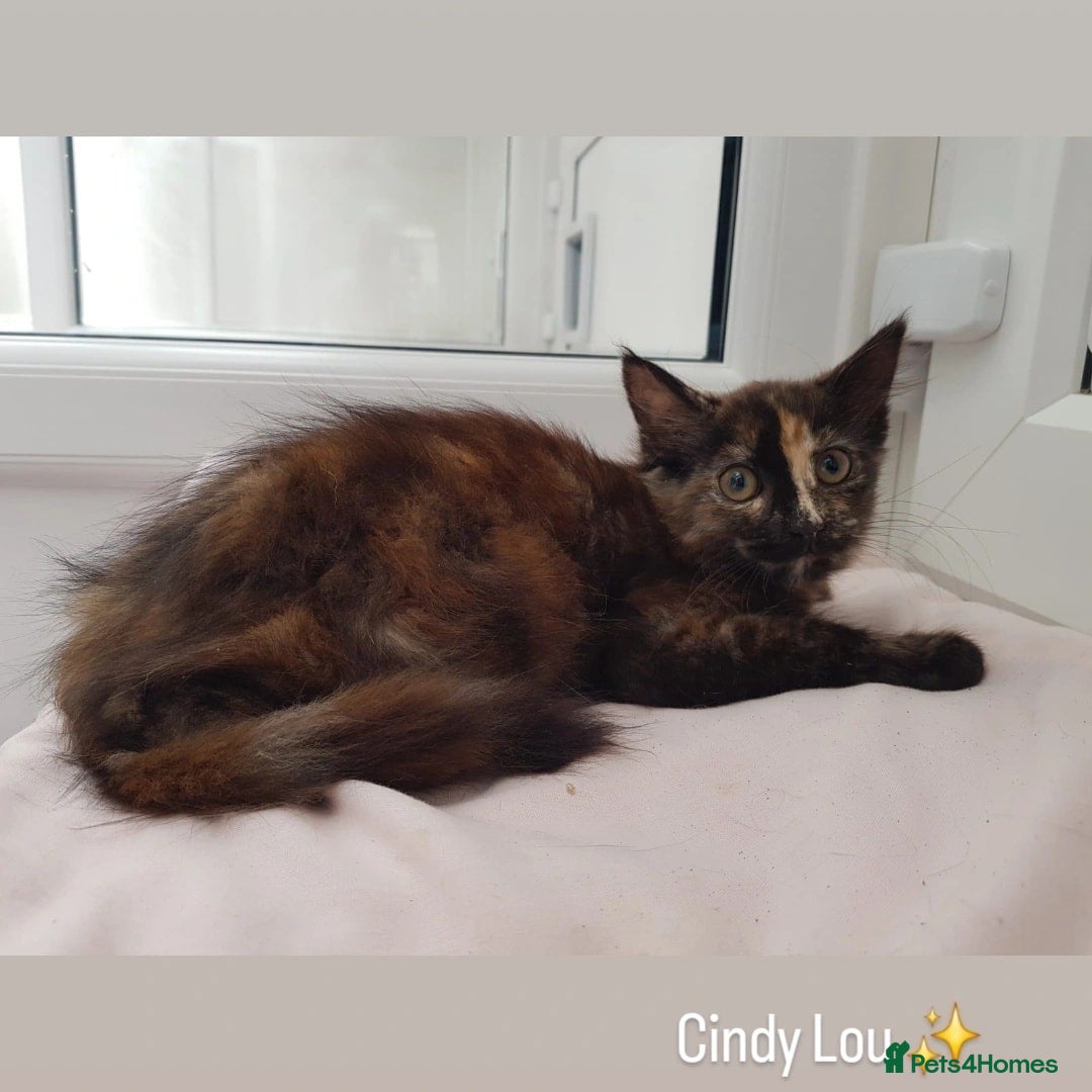 Domestic Shorthair cats for sale: KITTENS  - Image 7