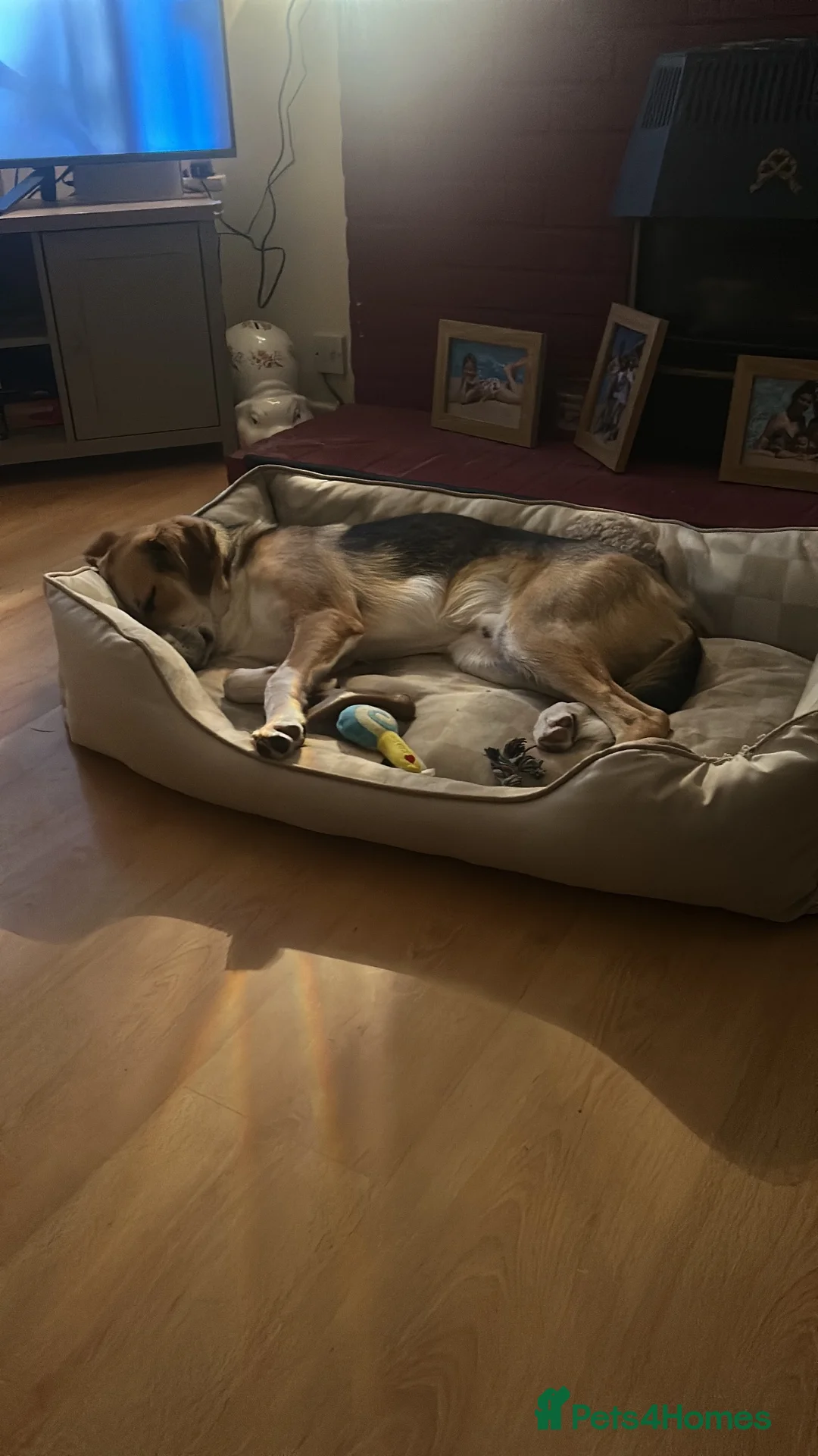 Mixed Breed dogs for sale: Our beautiful boy Rocco  in Southampton - Advert 6