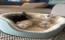 Ragdoll cats for sale: Beautiful ragdoll x silver tabby kittens  - Image 1