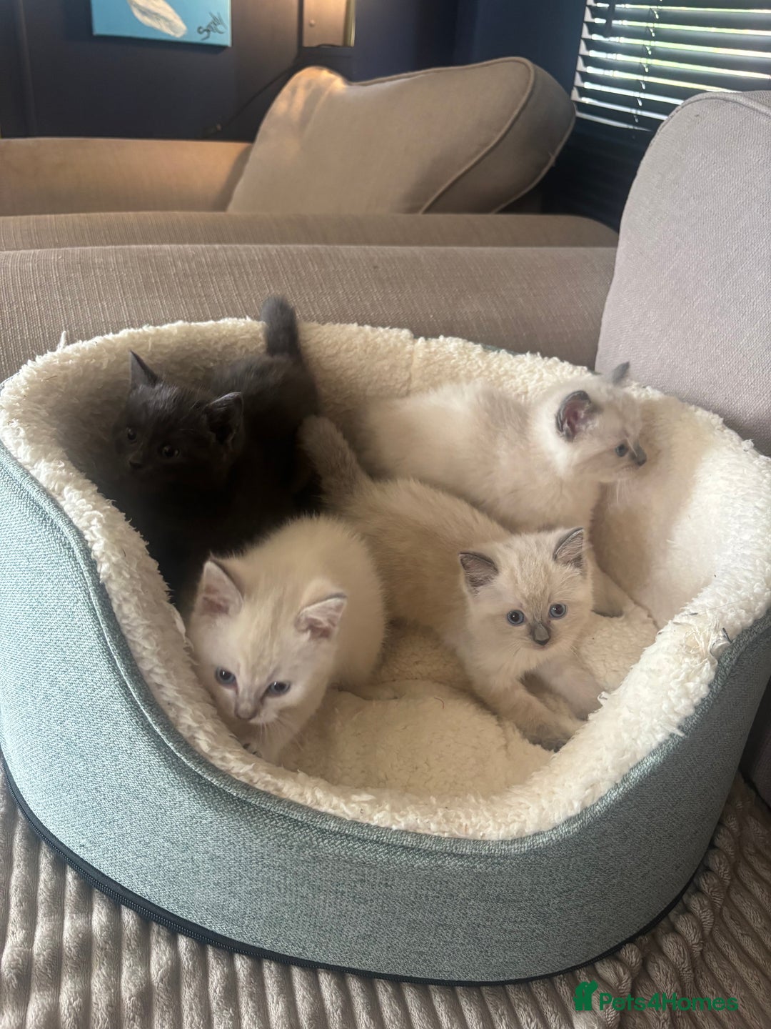 Ragdoll cats for sale: Beautiful ragdoll x silver tabby kittens  - Image 1