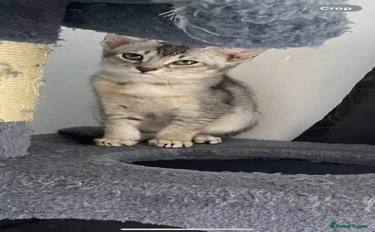 Chausie cats - Advert 1