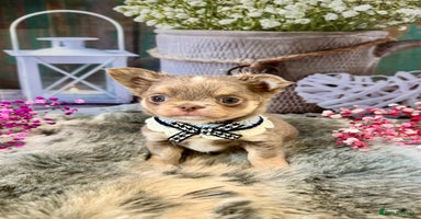 Chihuahua dogs - Advert 6