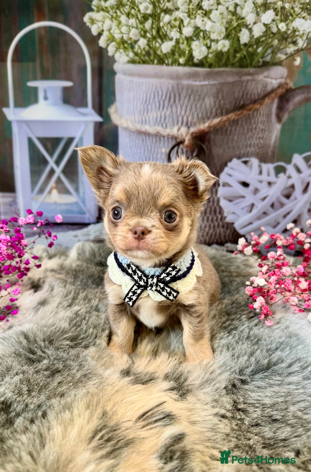 Chihuahua dogs for sale: 💜🤎 Exotic KC LC chihuahuas 🤎💜 - Image 3
