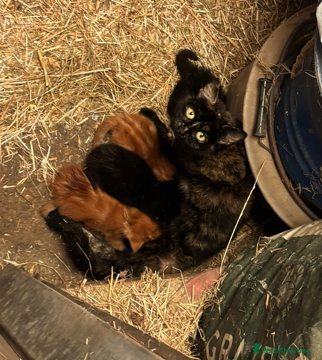 Mixed Breed cats for sale: Three adorable kittens - Advert 1