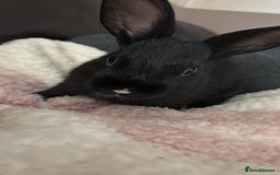 Mini Lop rabbits for sale: Two Mini Lop Bunnies  - Advert 5