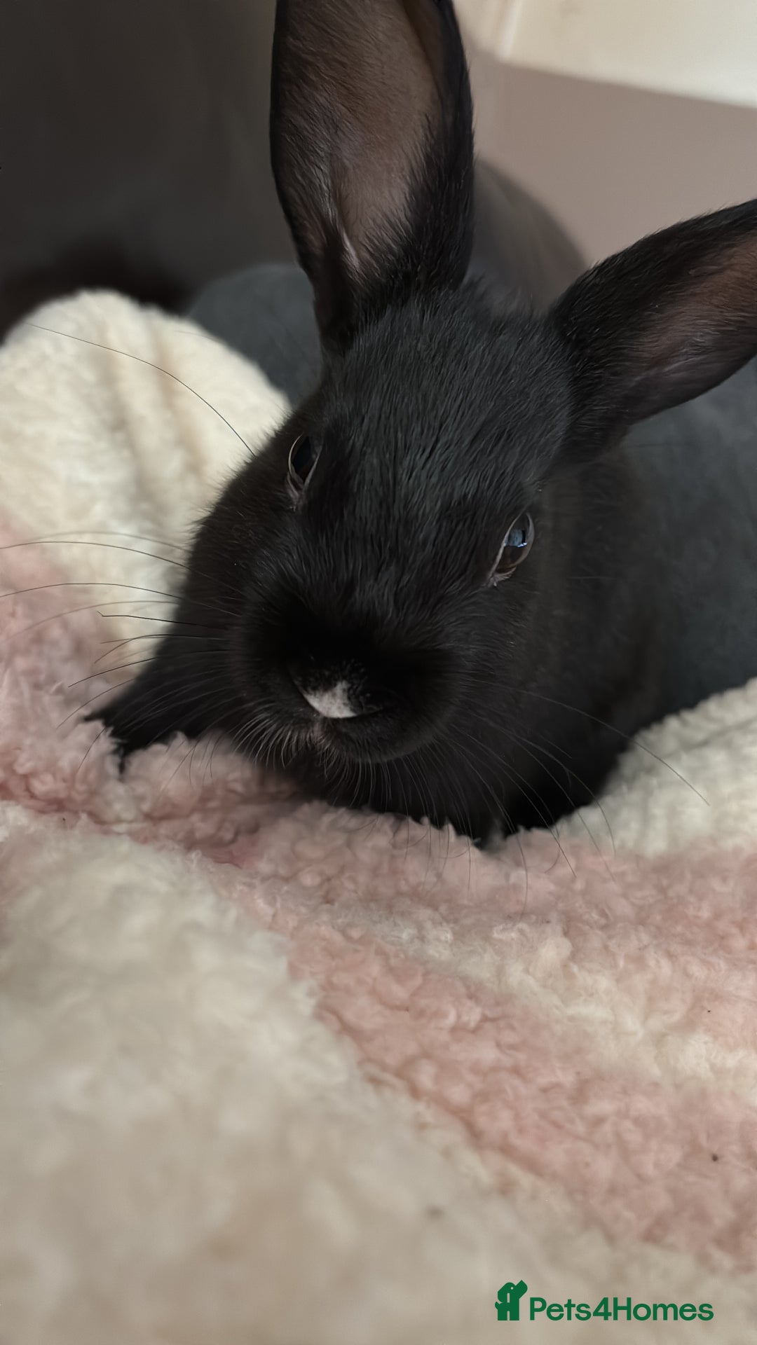 Mini Lop rabbits for sale: Two Mini Lop Bunnies  - Advert 5