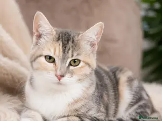 Siberian cats Stunning kittens ♥️ for someone special. - Advert 1