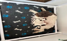 Lagotto Romagnolo dogs for sale: Beautiful KC Lagotto Romagnolo  Puppies available  - Image 8