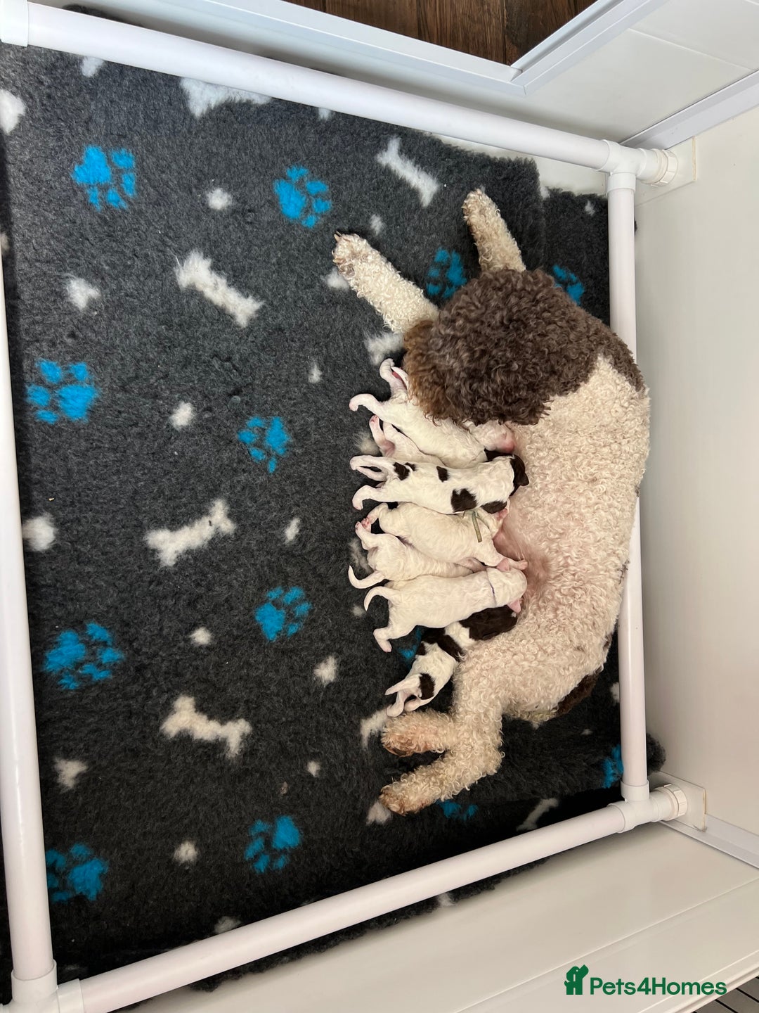 Lagotto Romagnolo dogs for sale: Beautiful KC Lagotto Romagnolo  Puppies available  - Image 8