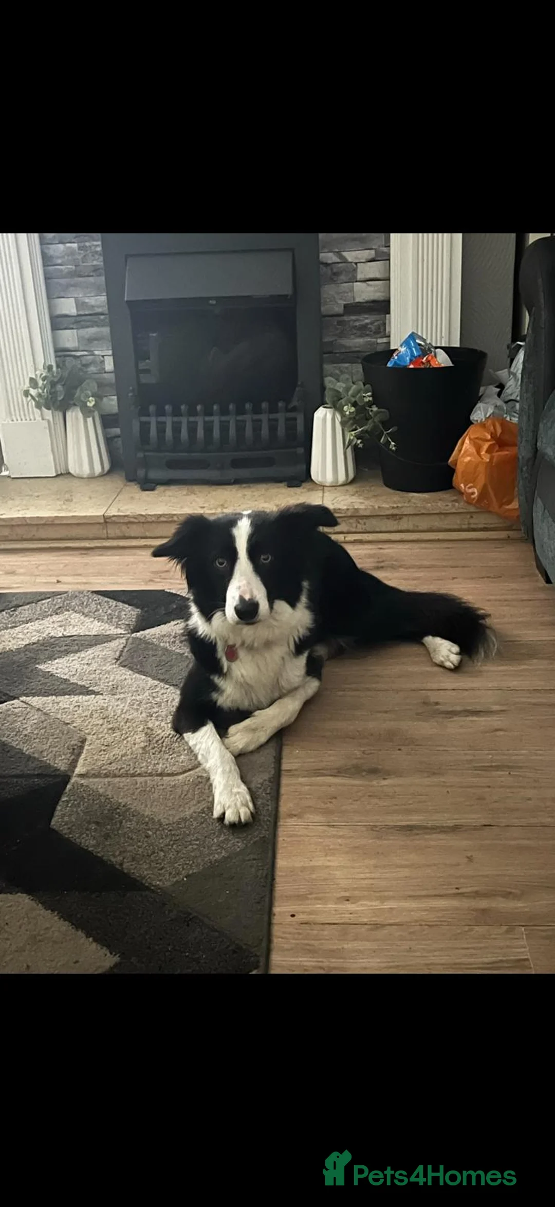 Border Collie dogs for sale: Border coller - female - 5 years - Advert 3