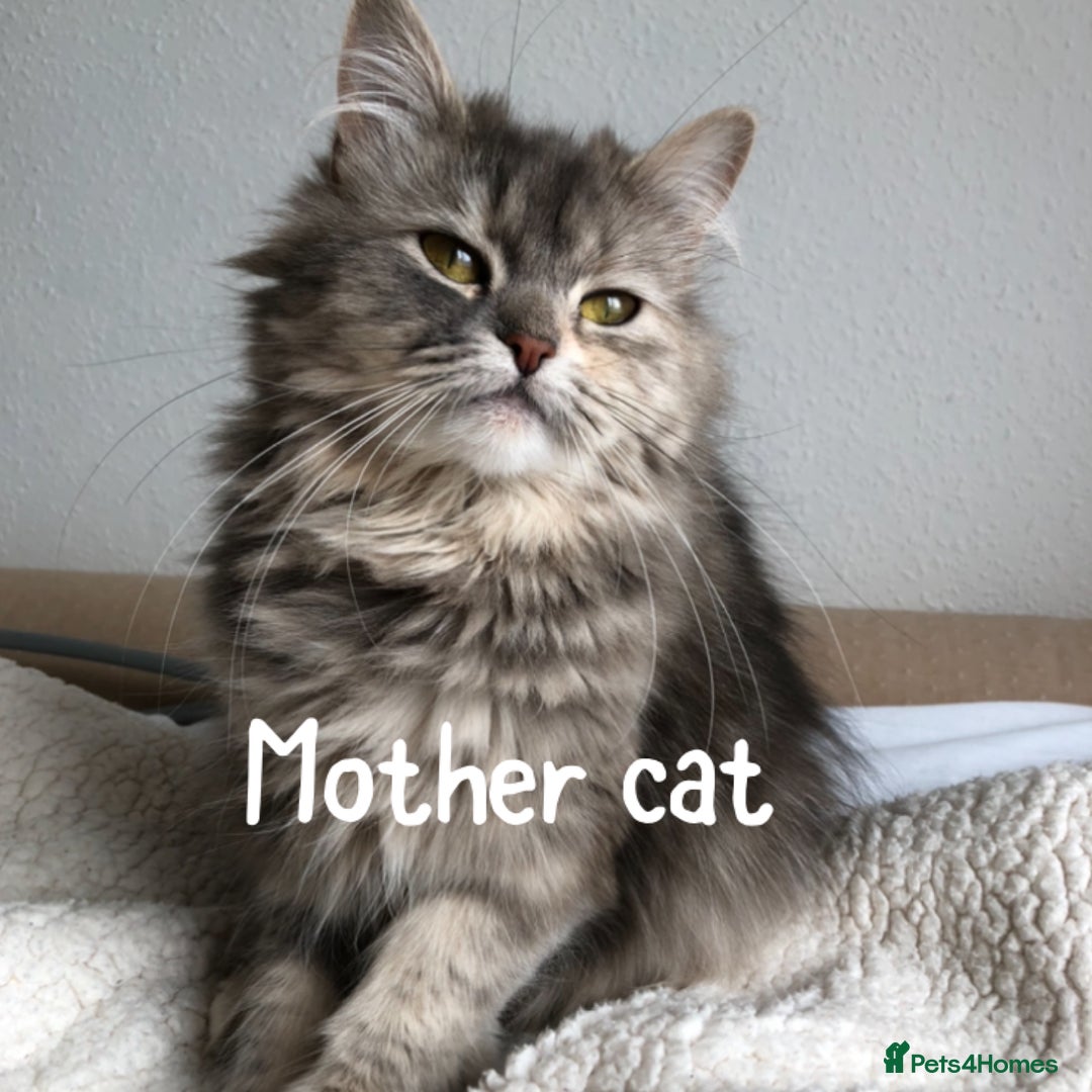 Siberian cats for sale: Stunning Siberian Kittens! - Image 17