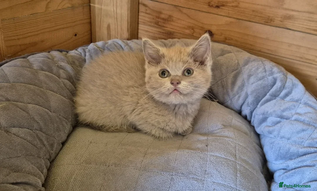 British Shorthair cats for sale: Ragdoll x bsh - Advert 5