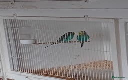 Budgerigars birds for sale: Budgies  - Advert 1