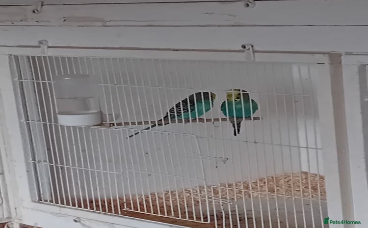 Budgerigars birds Budgies  - Advert 1