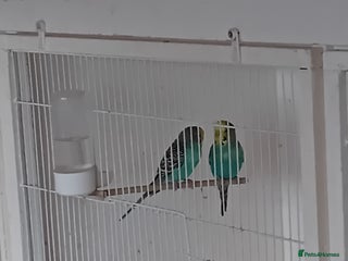 Budgerigars birds Budgies - Advert 1