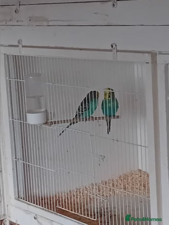 Budgerigars birds Budgies - Advert 1