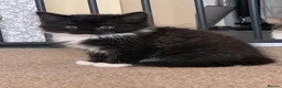 Mixed Breed cats for sale: Kittens  - Advert 5