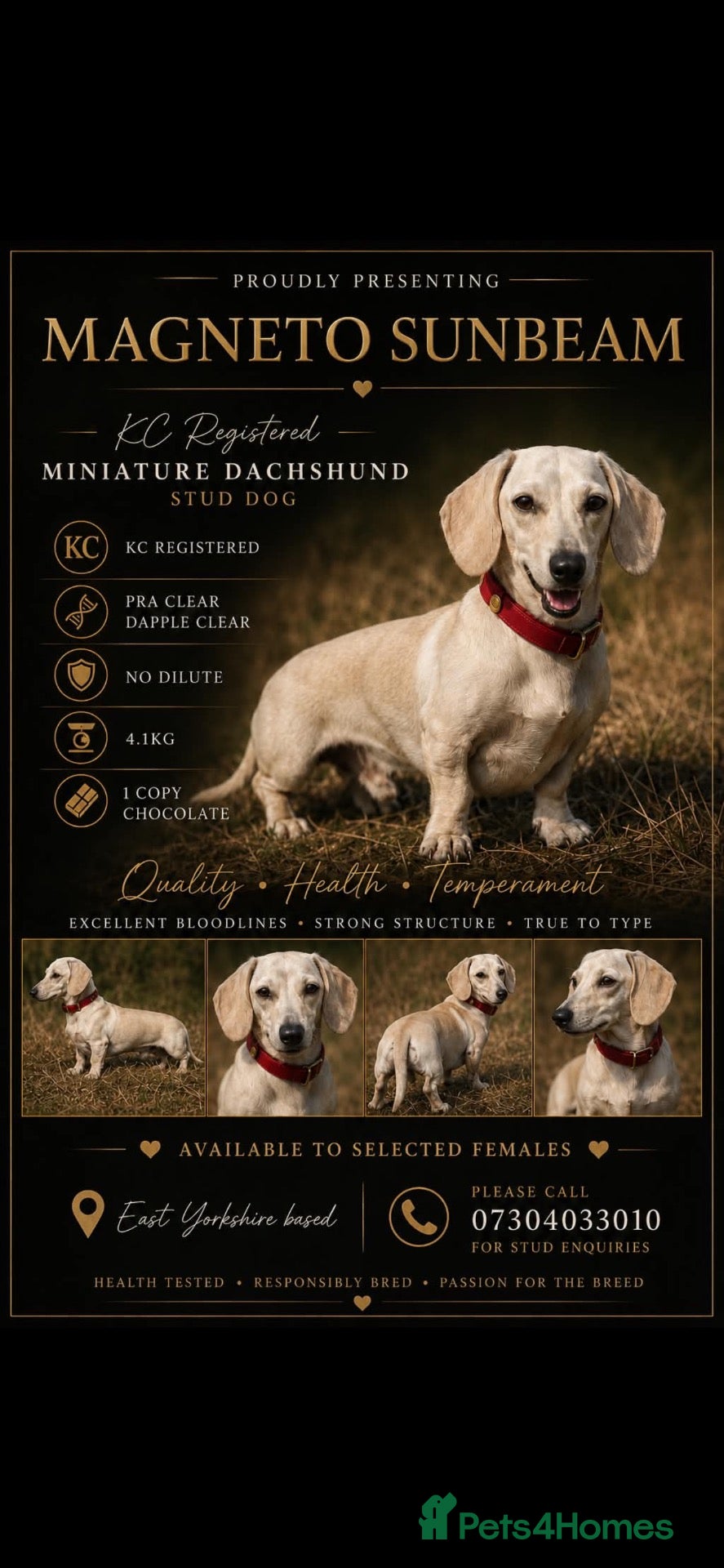Dachshund dogs 💛 Tiny miniature cream stud 🍦  - Advert 1