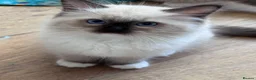 Ragdoll cats for sale: Ragkins Registered pedigree Ragdoll kittens  - Advert 5