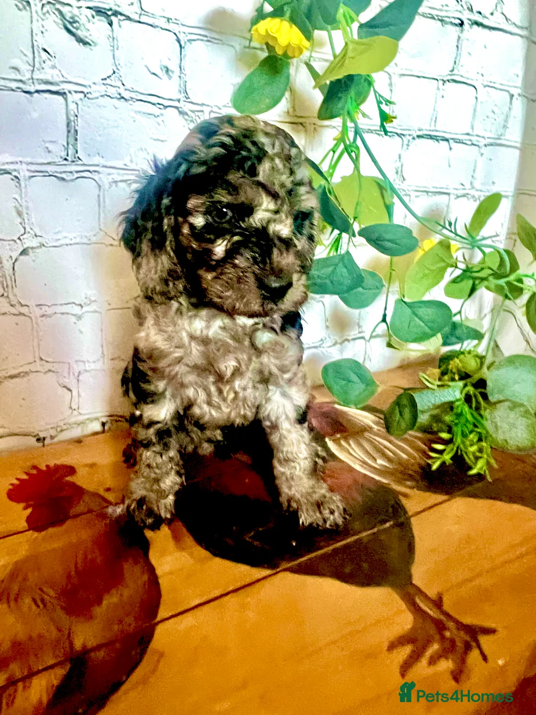 Cockapoo dogs for sale: Rare Blue Merle Cockapoo Puppies  - Advert 27