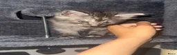 Mixed Breed cats for sale: Male kitten  - Advert 5