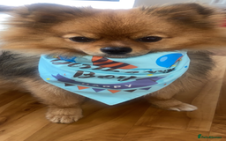 Pomeranian dogs for stud: Beautiful Pom for stud  - Advert 11