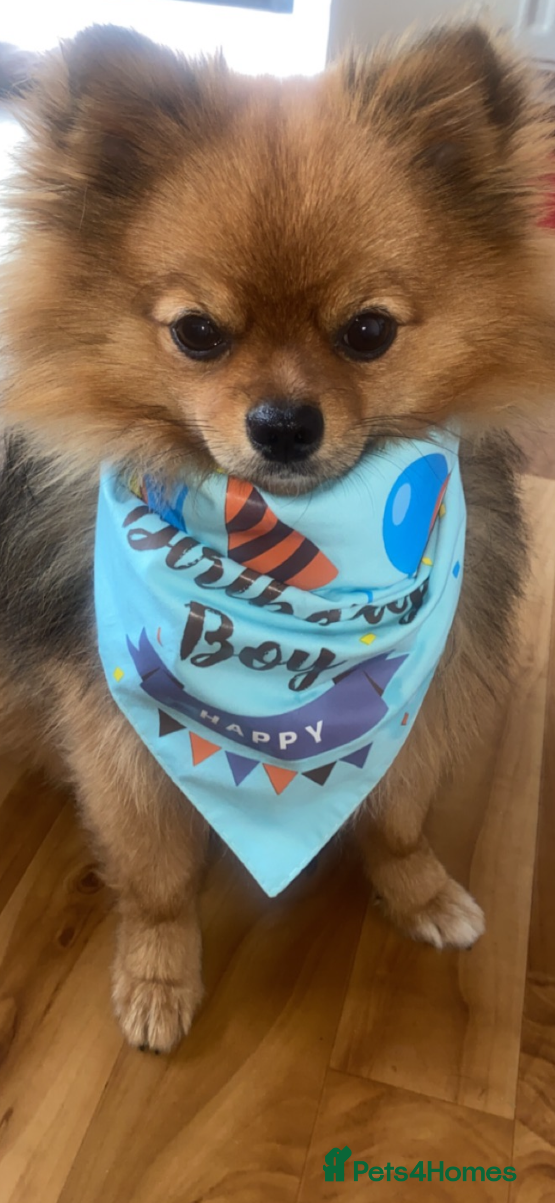 Pomeranian dogs for stud: Beautiful Pom for stud  - Advert 11