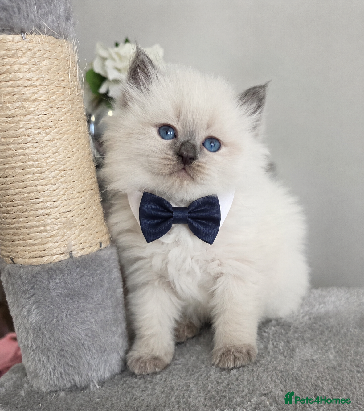 Siberian cats 🤩Champion bloodlines neva masquerade siberians🤩 - Advert 4