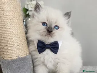 Siberian cats 🤩Champion bloodlines neva masquerade siberians🤩 - Advert 4
