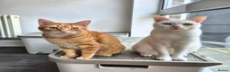 Mixed Breed cats for sale: 5 female cats for sale - Advert 2