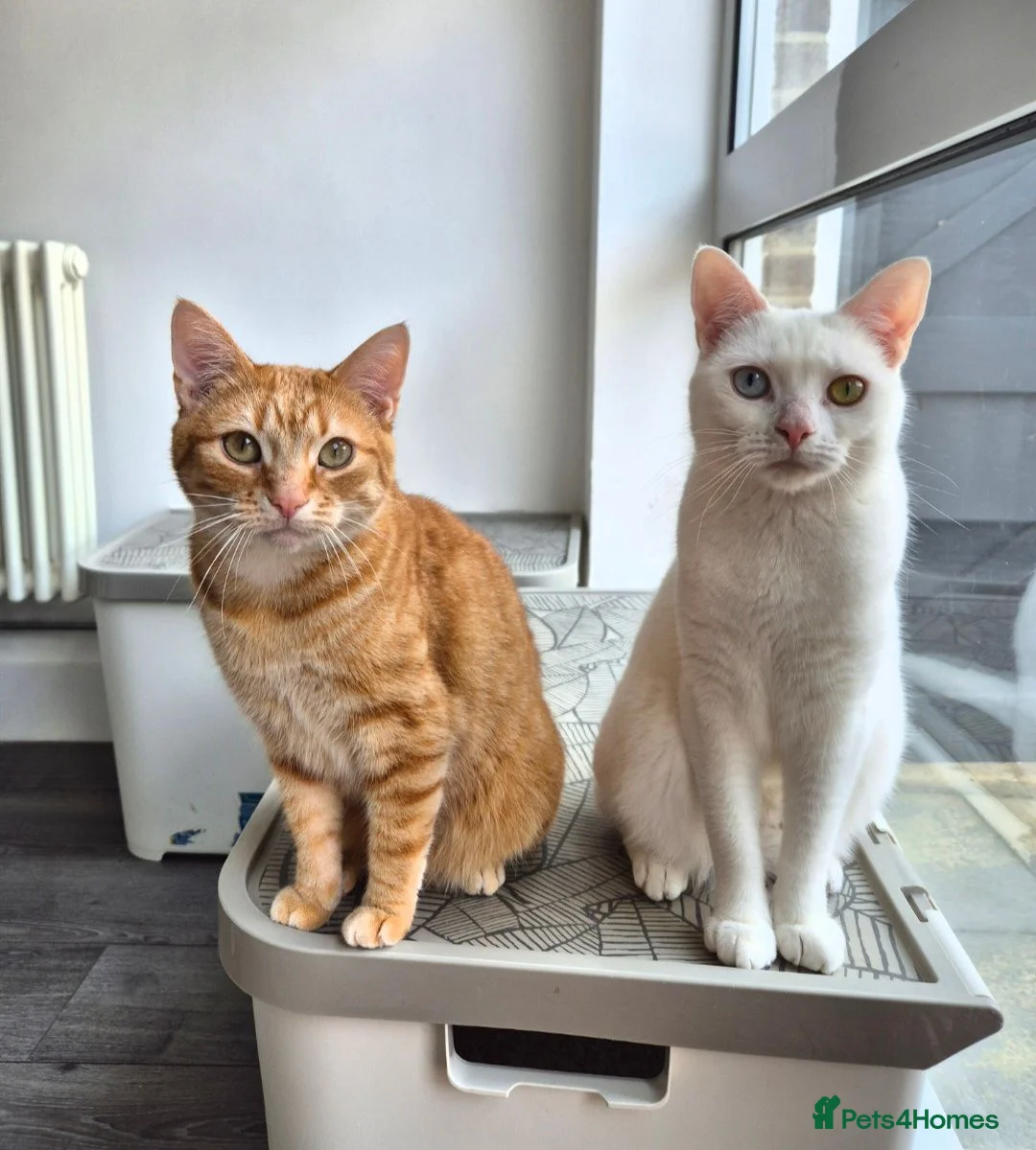 Mixed Breed cats for sale: 5 female cats for sale - Advert 2