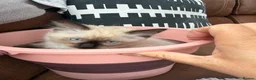 Ragdoll cats for sale: 2 boys for £700 (one from my other advert) - Advert 9
