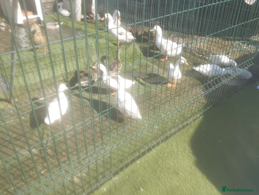 Ducks poultry for sale: Fertile duck eggs  - Advert 3