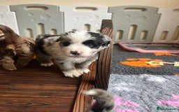Miniature American Shepherd dogs for sale: 9 Miniature American Shepherd Puppies - Image 7