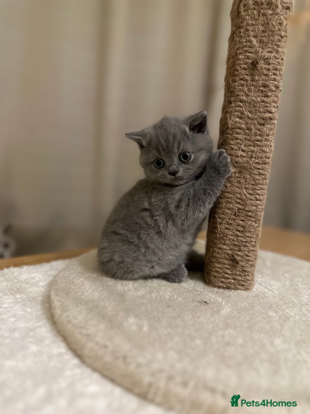 British Shorthair cats for sale: British Shorthair kittens Lilac/Blue 3 Girls 1 Boy - Image 11