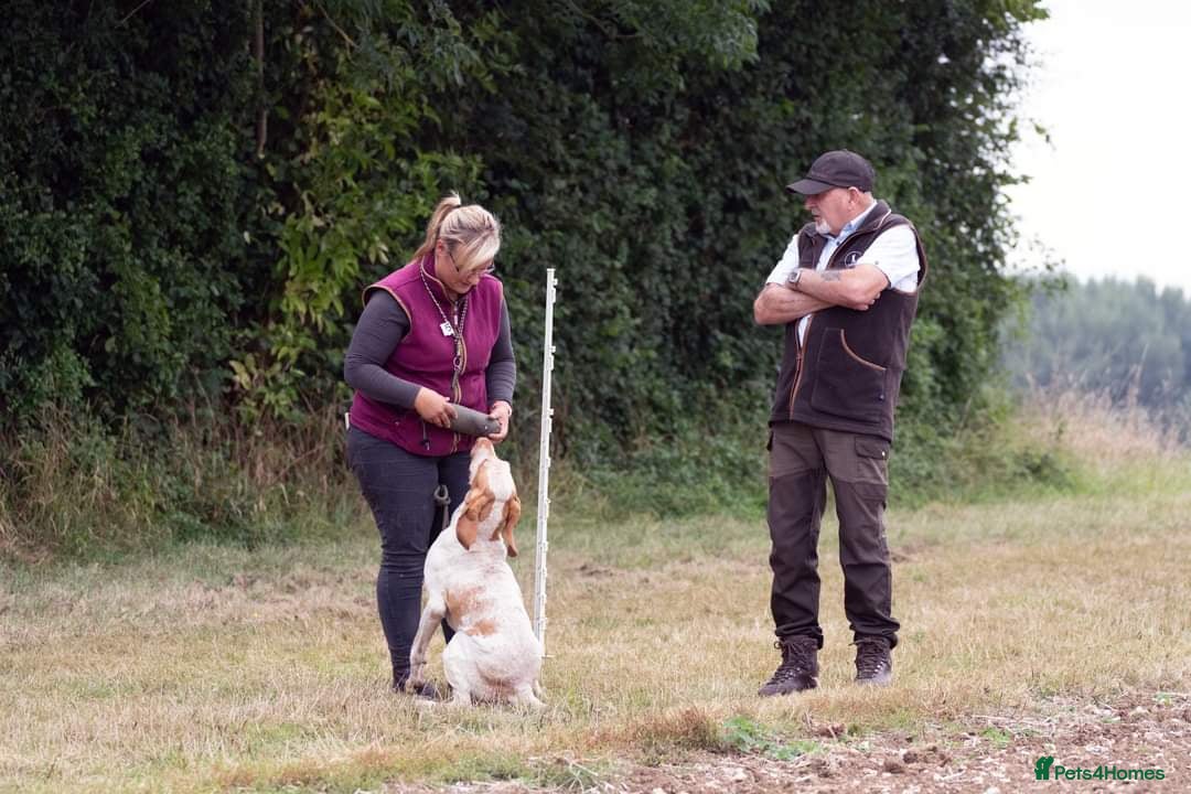 Bracco Italiano dogs for sale: Bracco Italiano Puppies Due March - Advert 10