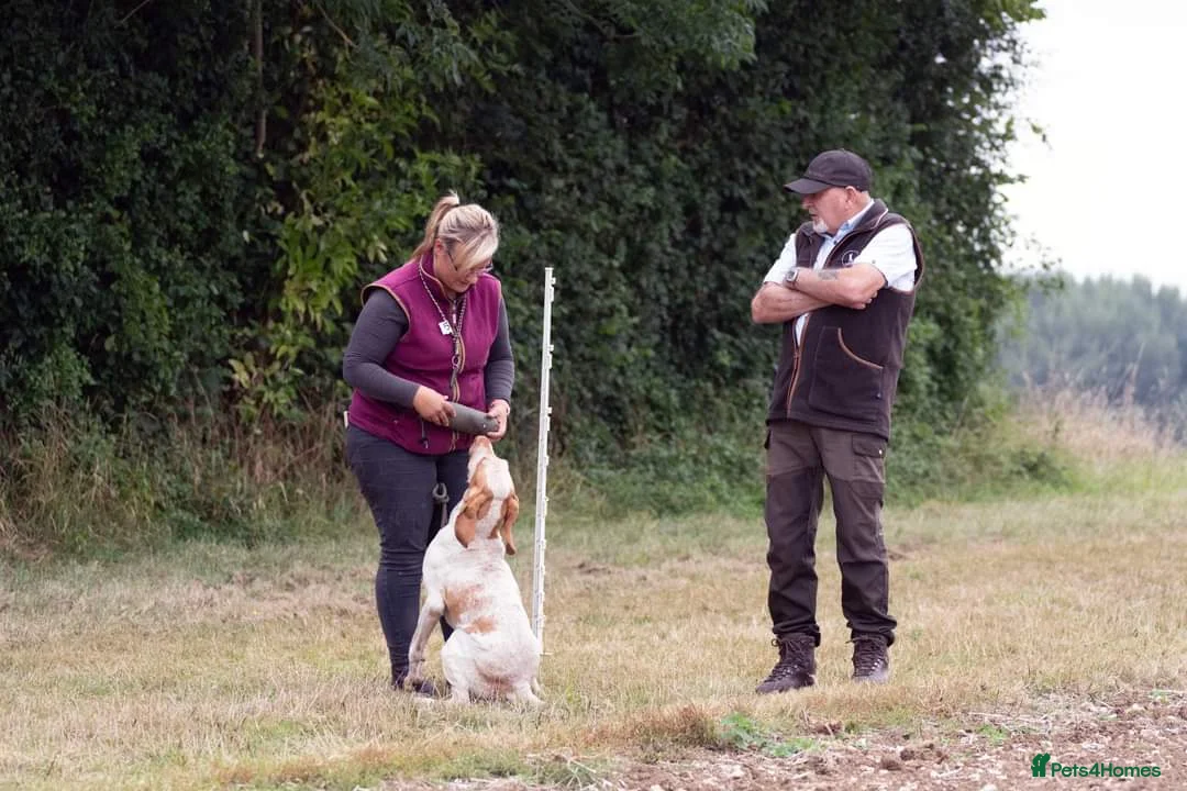 Bracco Italiano dogs for sale: Bracco Italiano Puppies Due March - Advert 10