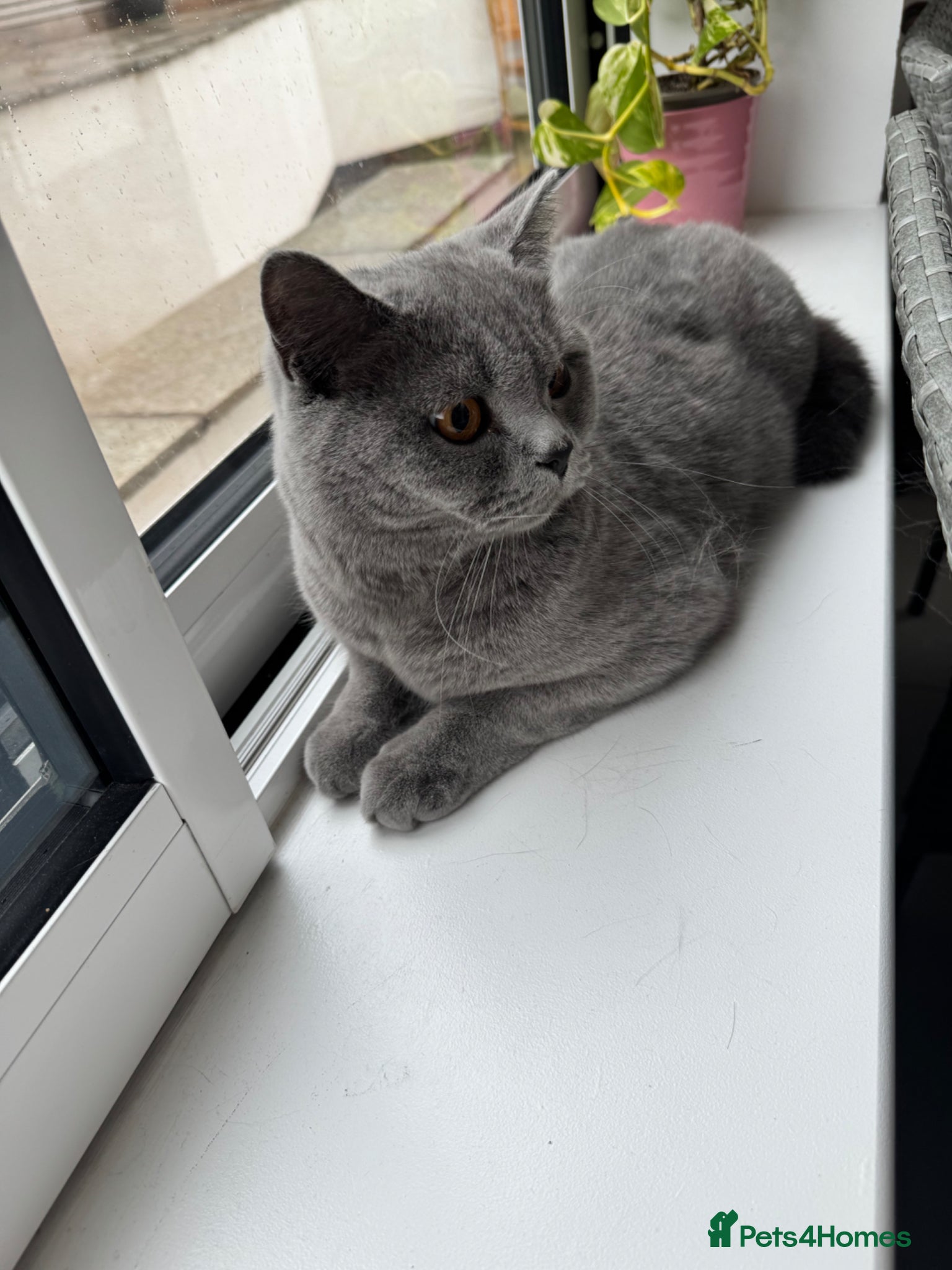 British Shorthair cats for sale: Beautiful 1-Year-Old British Shorthair  in Birmingham - Advert 3