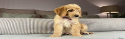 Goldendoodle dogs for sale: ABSOLUTELY GORGEOUS DOODLES  - Advert 20