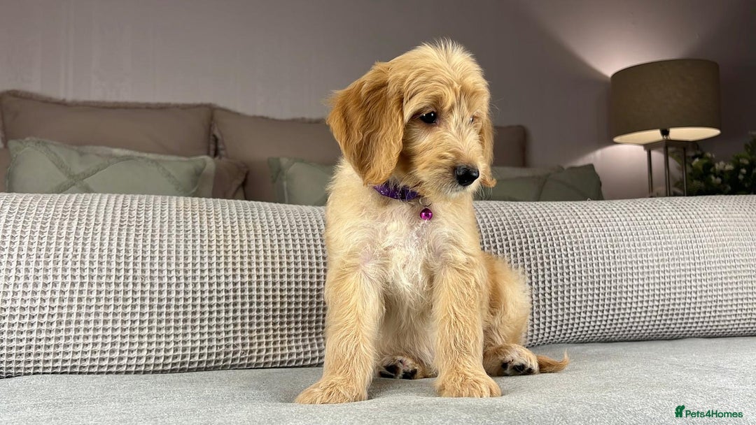 Goldendoodle dogs for sale: ABSOLUTELY GORGEOUS DOODLES  - Advert 20