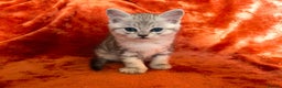 Mixed Breed cats for sale: British shorthair &Ragdoll mix - Advert 21