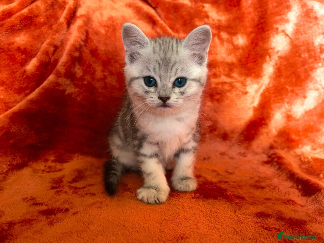 Mixed Breed cats for sale: British shorthair &Ragdoll mix - Advert 21