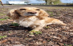 Cocker Spaniel dogs for sale: Working Cocker Spaniel pups for sale ready 19/8/25 - Image 3